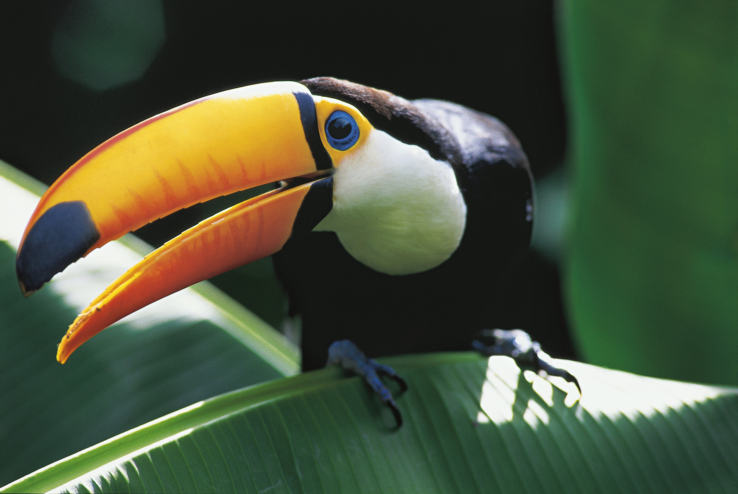 Бразилия джунгли амазонки животные