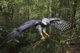Амазония: Инструкция по выживанию