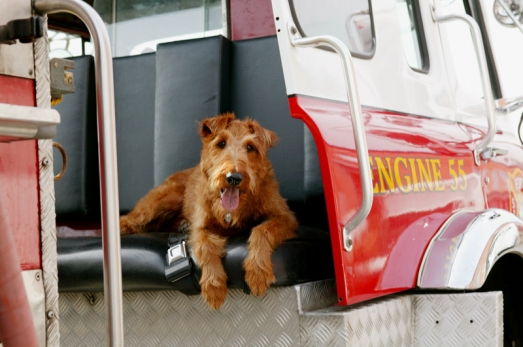 Пожарный пес, кадр № 6