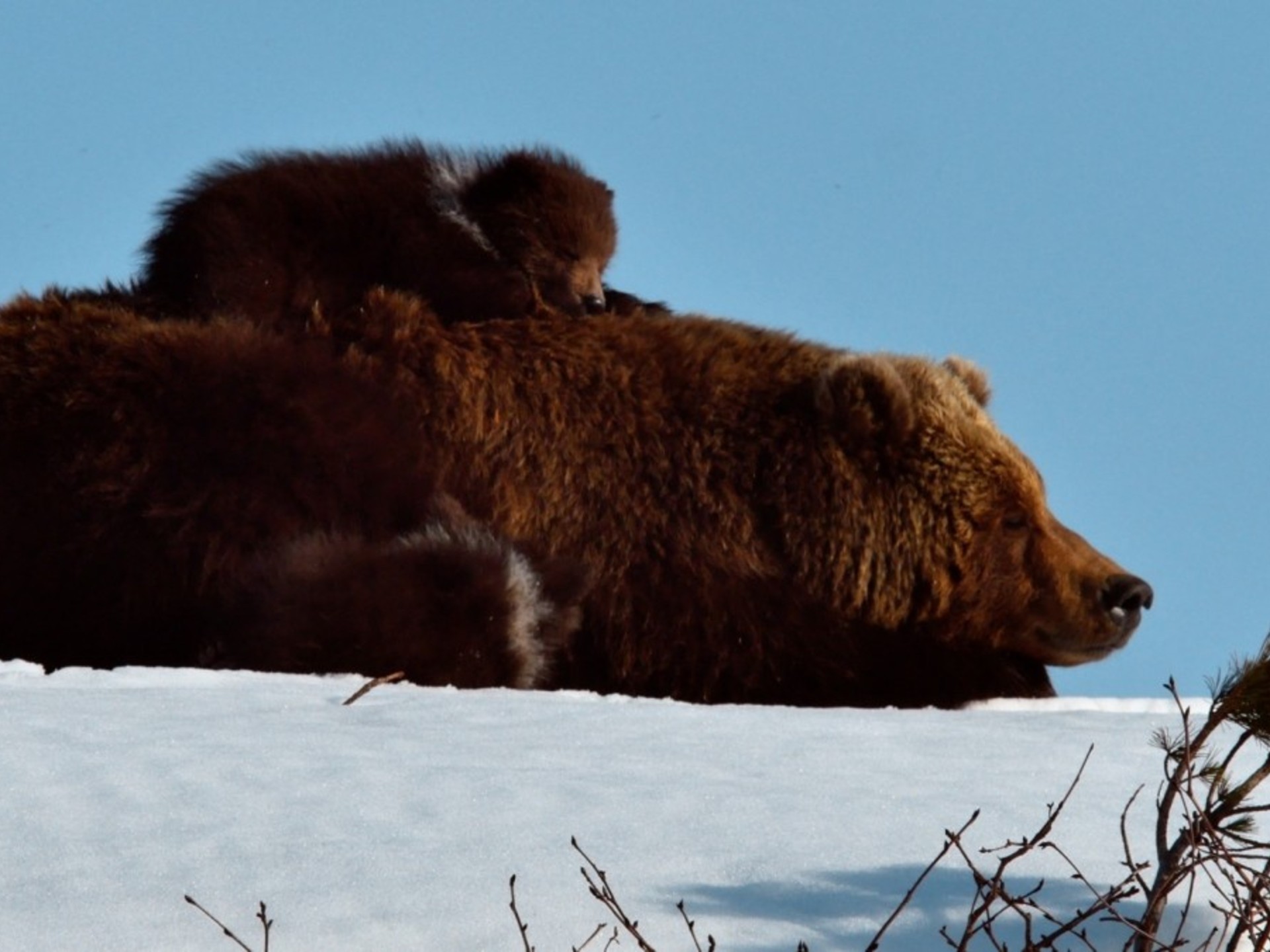 Где живет камчатский медведь. Медведи Камчатки. Начало жизни (2018). Бурый медведь в берлоге. Бурый медведь дальнего Востока.