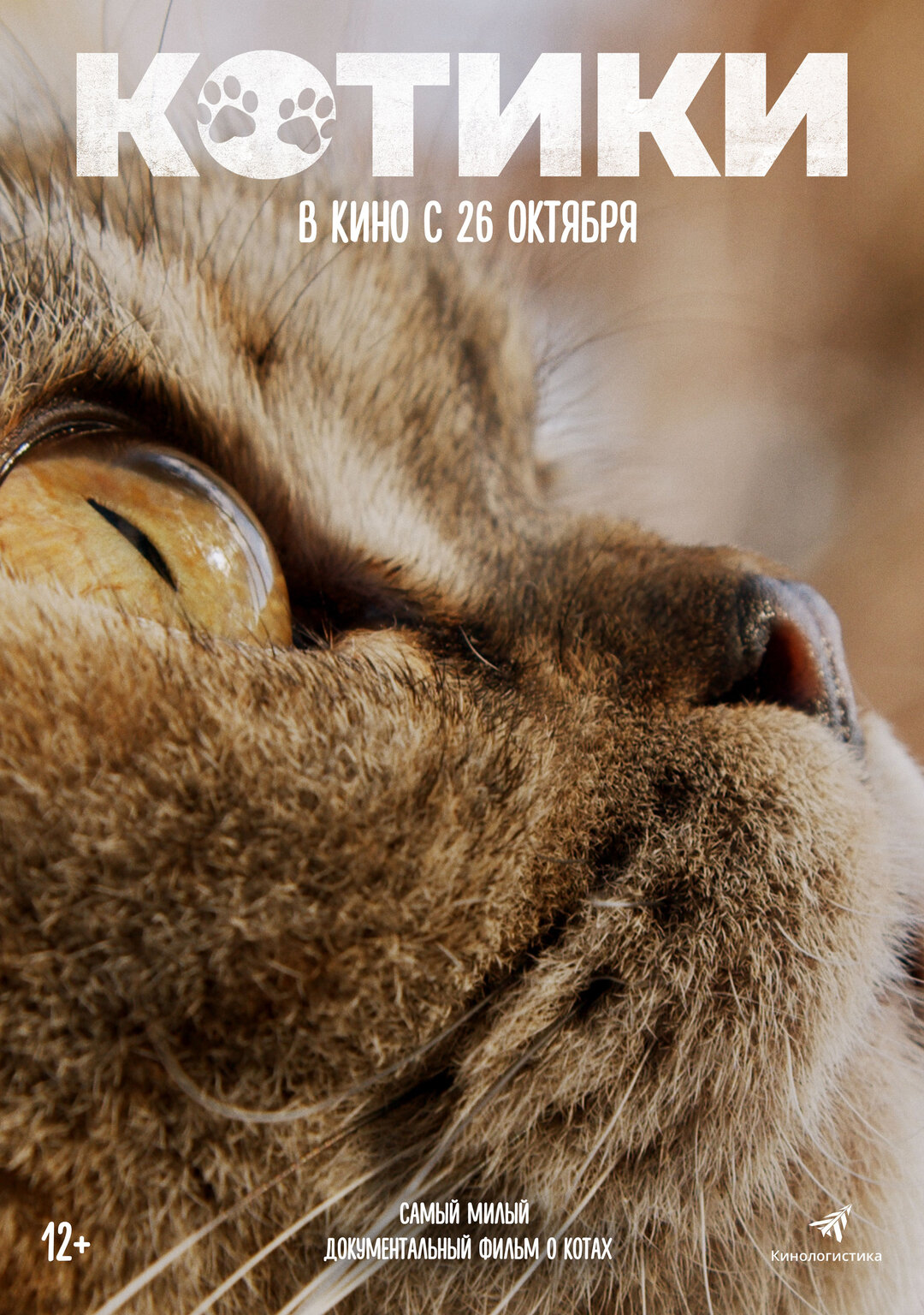 Котики, постер № 1