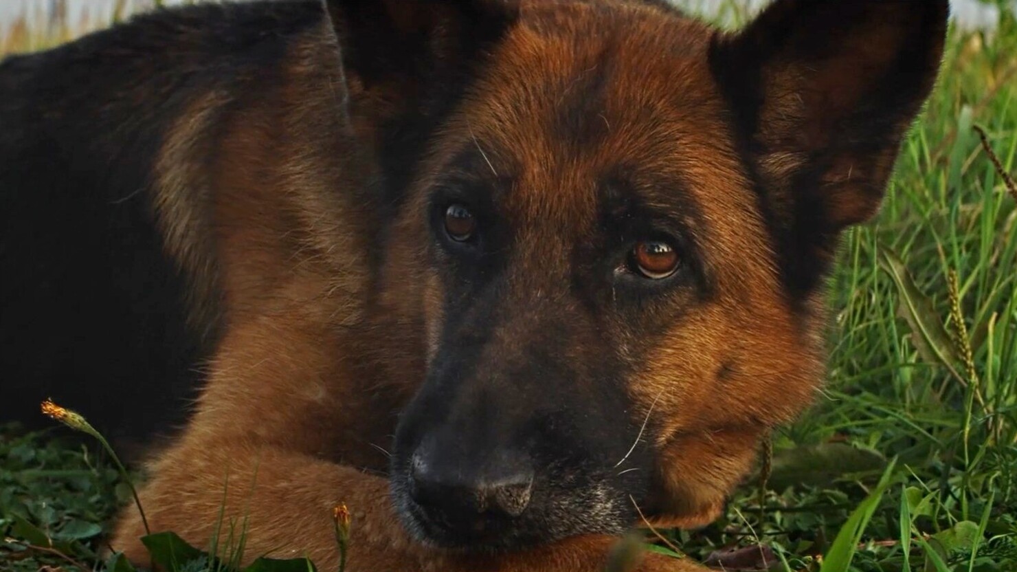 Фото из фильма пальма про собаку