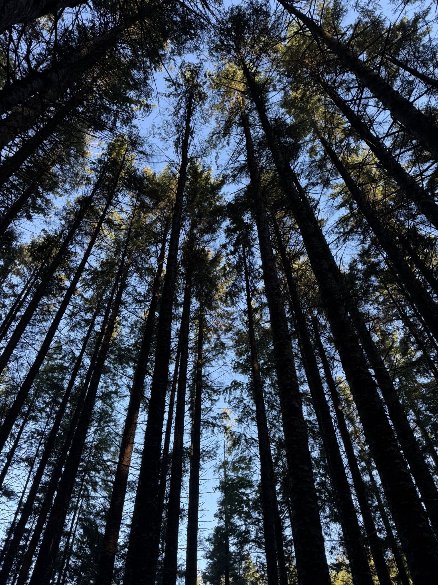 Смерть Робина Гуда, кадр № 2