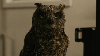 Кадры из сериала «Гарри Поттер» Кадры из сериала «Гарри Поттер»